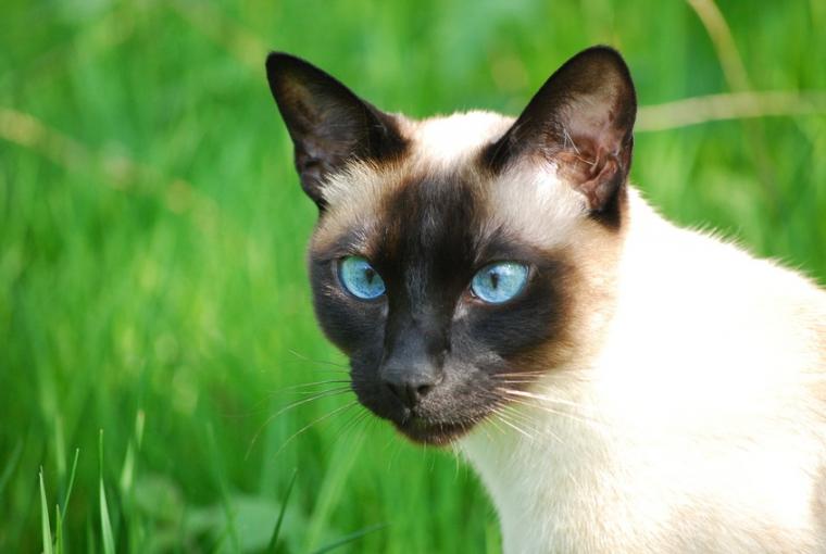 Free download wallpapers siamese cat hd photography wallpaper siam cat ...