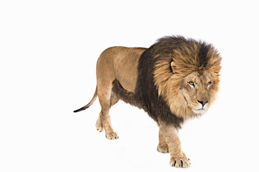 Free download Lion Walking On A White Background In Studio Stock Photo ...