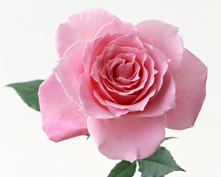 Free download Cute Pink Roses Wallpapers For Desktop [1440x900] for