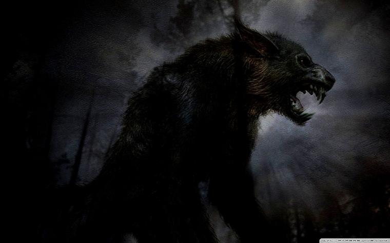 Free download Black Wolf HD Wallpapers 1080p WallpapersCharlie ...