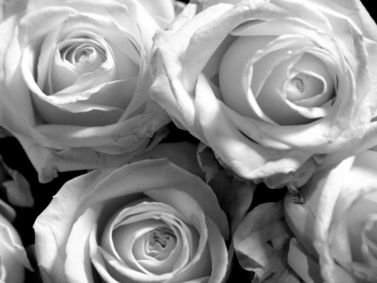 Free download Black And White Roses Wallpaper [3431x2641] for your