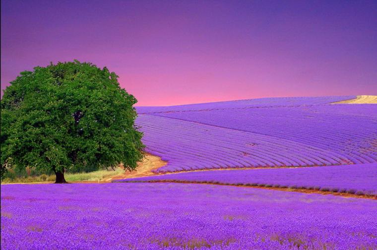 Free download fields California lavender Mount Shasta farms wallpaper background [1920x1080] for