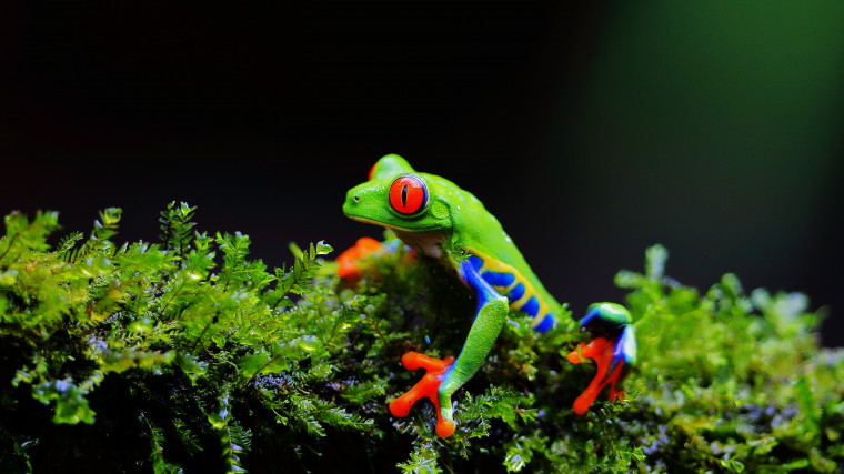🔥 [50+] Frog 4k Wallpapers | WallpaperSafari