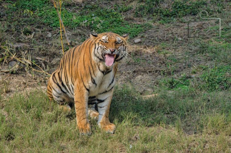 Free download Royal Bengal Tiger Bengal Tiger Facts Profile Photos
