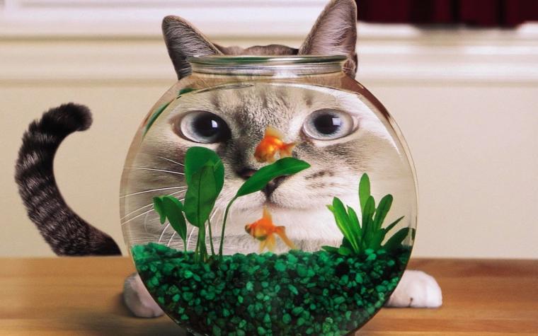 Free download Cat and fish wallpaper amazing cat wallpapers kitty cat and fish [1024x768] for