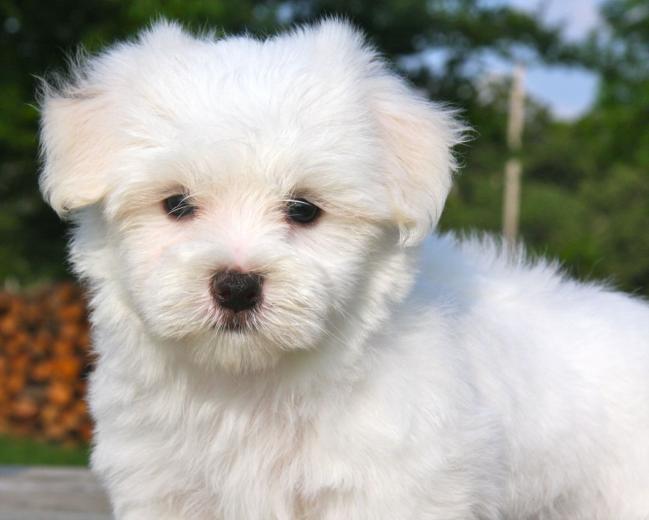 Free download Cute Puppies Puppies Wallpaper 22040904 [1280x800] for ...