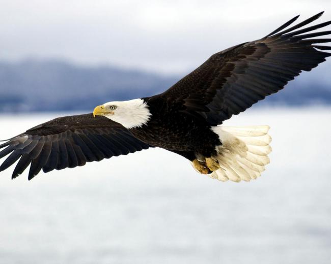 🔥 [40+] Bald Eagle Wallpapers High Resolution | WallpaperSafari
