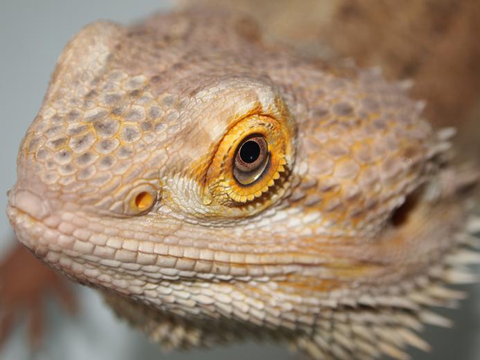 Free download Bearded Dragon Juvies 1280x1024 wallpaper [1280x1024] for ...