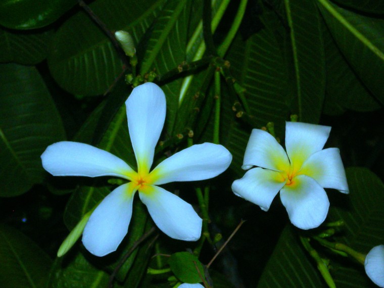 Free Download Plumerias On Beach Ii By Tomas Del Amo X For Your Desktop Mobile Tablet