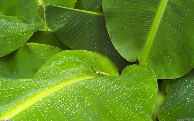Free download download Banana Leaf Close Up wallpaper [1600x1200] for ...