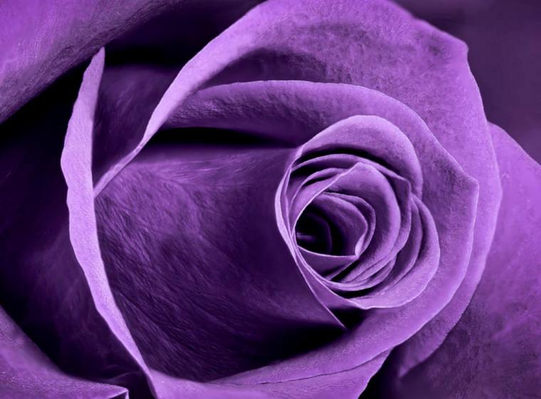 Free download Purple Rose Wallpapers HD Wallpapers Early [1920x1200