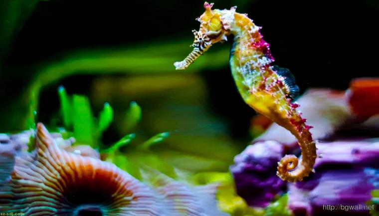 🔥 [120+] Free Seahorse Wallpapers WallpaperSafari