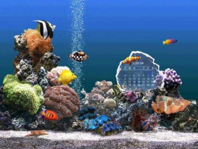 Free download akvaryum 3d fish 3d fish aquarium screensaver 3d fish