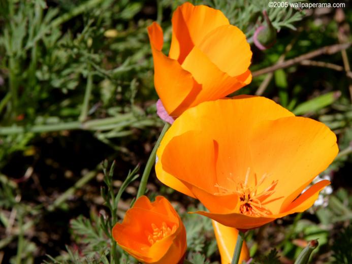 [47+] California Poppy Wallpaper on WallpaperSafari