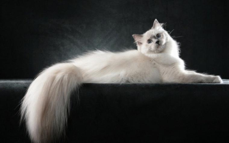 Free download Ragdoll kittens photo and wallpaper Beautiful Ragdoll