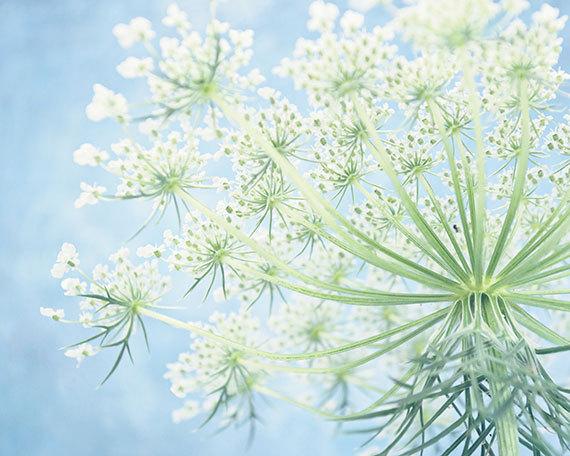 [45+] Queen Anne’s Lace Wallpaper on WallpaperSafari