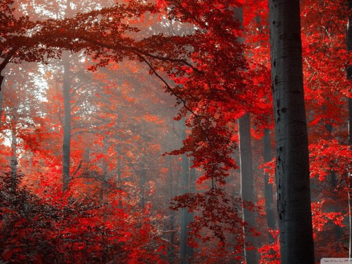 Free download Red Forest Wallpaper Autumn forest wallpaper [550x344 ...