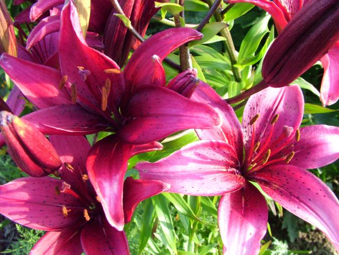 Free download Purple white liliesjpg 1024784 a lily for my lilly