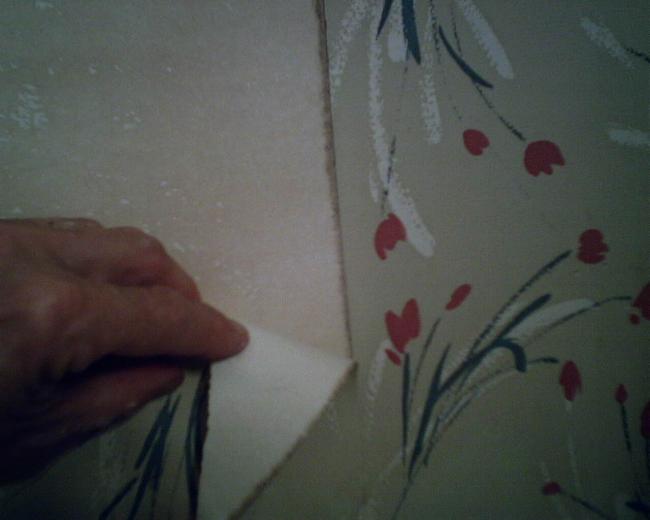 Free download Black Mold Pictures under the microscopes Mold Awareness