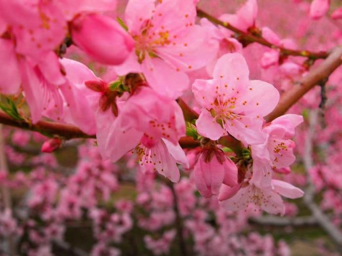 Free download peach flowers wide high resolution wallpaper download ...