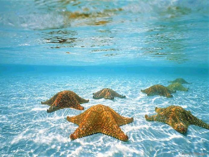 Free Download Ocean Sea Lake River Underwater Wallpaper 2560x1600