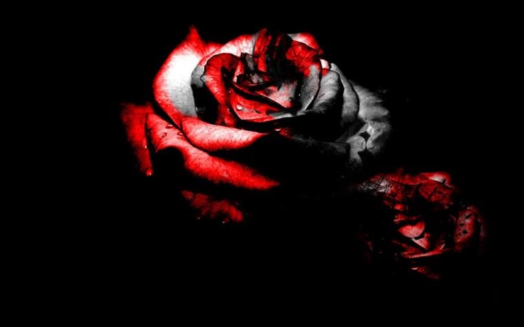 [49+] Bloody Rose Wallpaper on WallpaperSafari