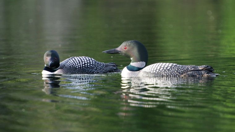 Free download Loons hd wallpapers [700x422] for your Desktop, Mobile ...