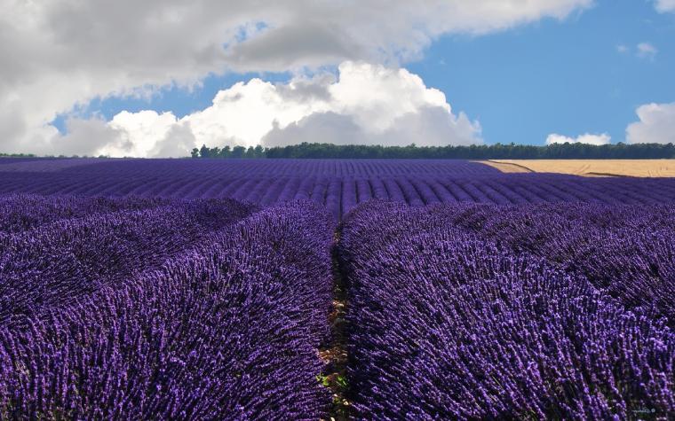 🔥 [43+] Lavender Fields Wallpapers | WallpaperSafari