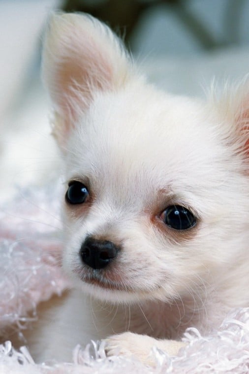 🔥 Free Download Chihuahua Puppy Wallpaper Pictures No by @sdavis73 ...