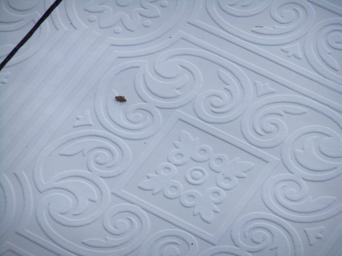 Free download Ceiling Tiles [550x600] for your Desktop, Mobile & Tablet