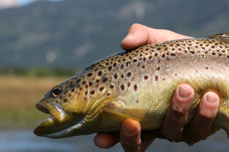 Free download Trout Fishing Desktop Wallpaper [1600x1000] for your