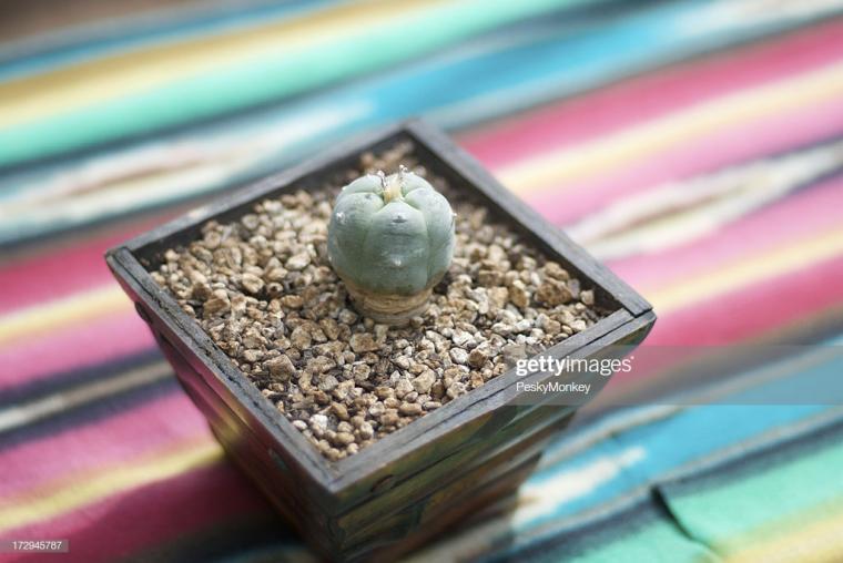Detailed Where Can I Buy Peyote Landscape in 4K Detailed Where Can I Buy Peyote Landscape in 4K