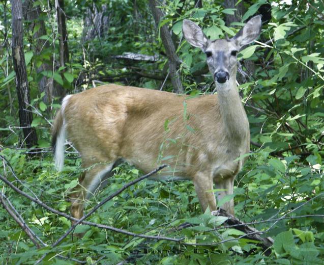 Free download Whitetail Hunting Wallpaper Whitetail crest deer ...