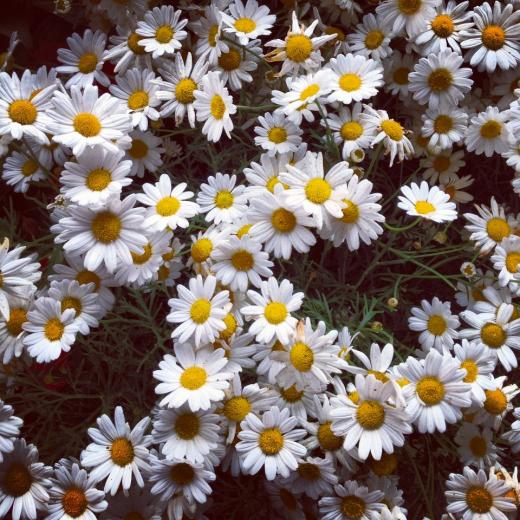 🔥 [48+] Daisy Wallpapers Tumblr | WallpaperSafari