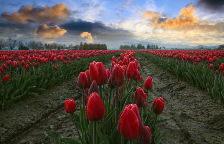 🔥 [40+] Field of Tulips Wallpapers | WallpaperSafari