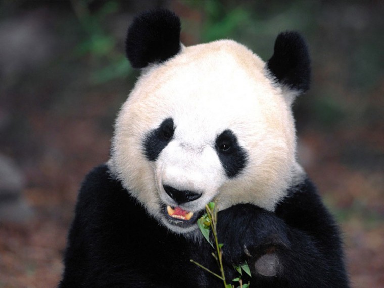 Free  Funny Cute Panda Eat Bamboo Wallpaper HD Background