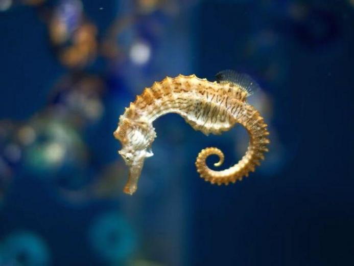 Free download Seahorses HD Wallpapers HD Wallpapers 360 [1006x1024] for