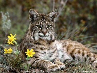 Lynx Wallpaper HD Pictures Image Background