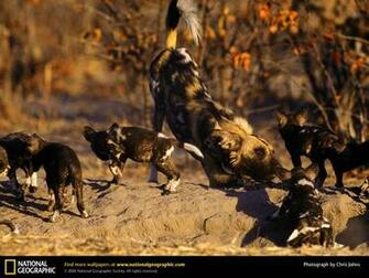 African Wild Dog Picture Desktop