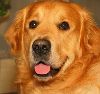 Image Of Golden Retrievers Dogs
