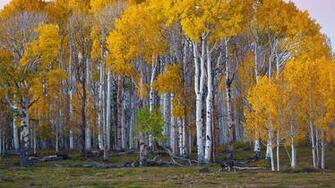 Plantwerkz Silver Birch Tree Betula Pendula