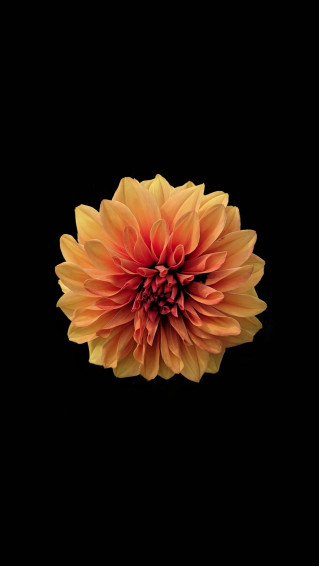 Simple Flower Wallpaper