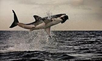 Air Jaws Traveler Photo Contest National Geographic