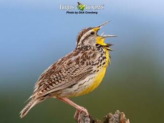 Birds And Blooms Wallpaper Amazing