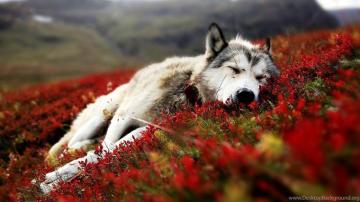 Cute Animal Wallpaper For Desktop Baby Photos Of