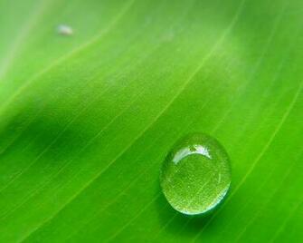 Dew Of Green Wallpaper Myspace Background