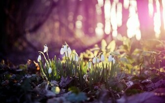 Spring Meadow In The Bright Forest Wallpaper And Image
