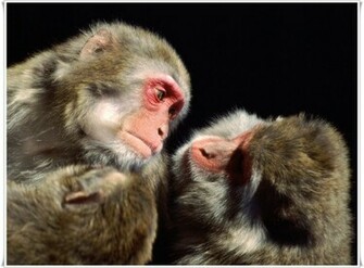 Monkey Desktop Wallpaper Animals