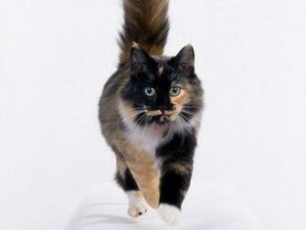 Hq Longhair Calico Wallpaper