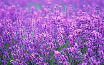Lavender Flowers Desktop Background Wallpaper